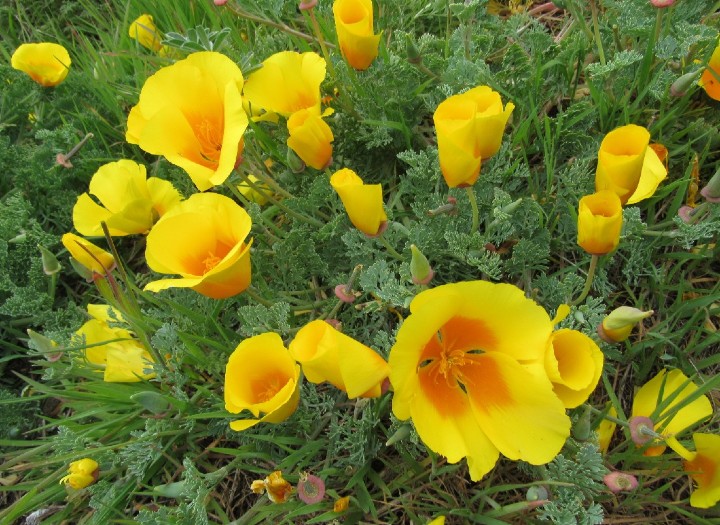 California Poppies